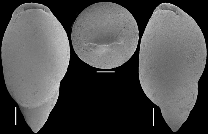 Ellipsopolymorphina curta (Cushman, 1926) Identified specimen