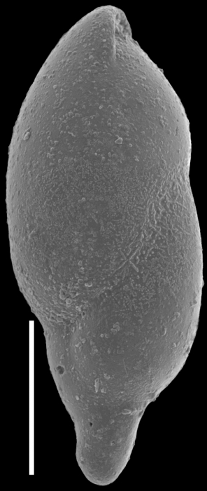 Ellipsopolymorphina curta (Cushman, 1926) Identified specimen