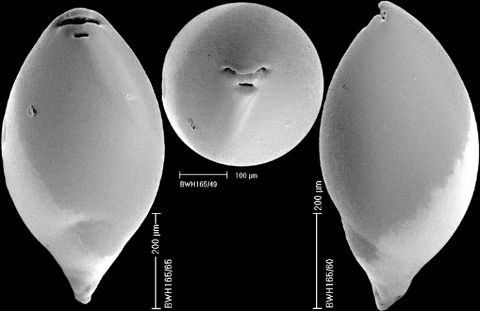 Ellipsopolymorphina zuberi (Grzybowski, 1896) Identified specimen