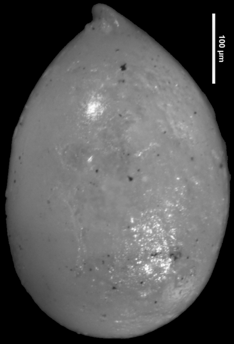 Ellipsoglandulina robustior Cushman & Stainforth, 1945. Holotype