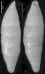 Laterohiatus acus Cushman & Bermudez, 1937 Holotype