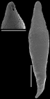 Laterohiatus acus (Cushman & Bermudez, 1937). identified specimen