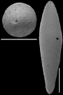 Laterohiatus acus (Cushman & Bermudez, 1937) Identified specimen.
