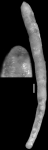 Nodosarella texana Cushman, 1938. Holotype