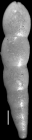 Nodosarella paleocenica Cushman & Todd, 1946. Holotype