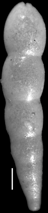 Nodosarella paleocenica Cushman & Todd, 1946. Holotype