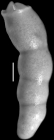 Nodosarella irregularis Olsson, 1960 Holotype