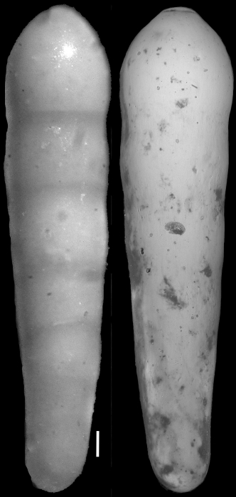 Nodosarella pacifica Cushman, 1931. Paratype Nodosarella pacifica Cushman, 1931. Paratype