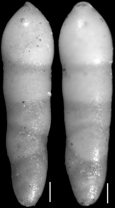 Nodosarella robusta Cushman, 1943. Holotype Nodosarella robusta Cushman, 1943. Holotype
