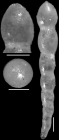 Nodosarella gracillima Cushman, 1933. Holotype