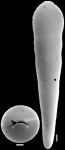 Nodosarella inaequalis (Silvestri, 1901) Identified specimen