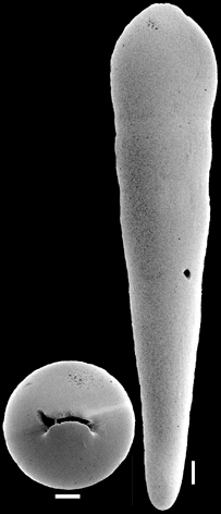Nodosarella inaequalis (Silvestri, 1901) Identified specimen Nodosarella inaequalis (Silvestri, 1901) Identified specimen
