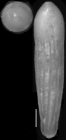 Nodosarella kohli Hayward & Van Kerckhoven, 2012. Holotype