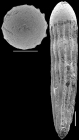 Nodosarella kohli Hayward & Van Kerckhoven 2012. Paratype