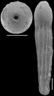 Nodosarella kohli Hayward & Van Kerckhoven, 2012. Paratype