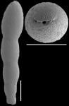 Nodosarella lorifera (Halkyard, 1918). Identified specimen