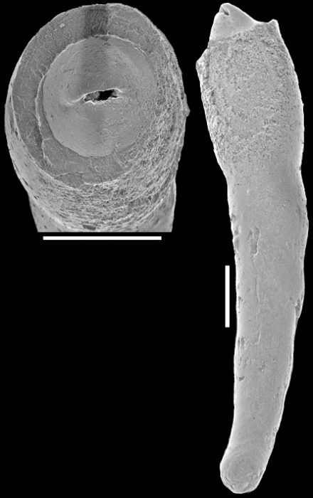 Nodosarella lorifera (Halkyard, 1918). Identified specimen