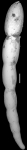 Ellipsonodosaria torrei Palmer & Bermudez, 1936. Holotype