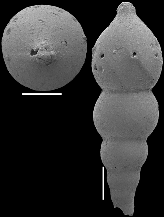 Nodosarella macrocephala (Storm, 1929). Identified specimen Nodosarella macrocephala (Storm, 1929). Identified specimen