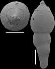 Nodosarella macrocephala (Storm, 1929). Identified specimen