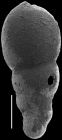 Nodosarella macrocephala (Storm, 1929). Identified specimen