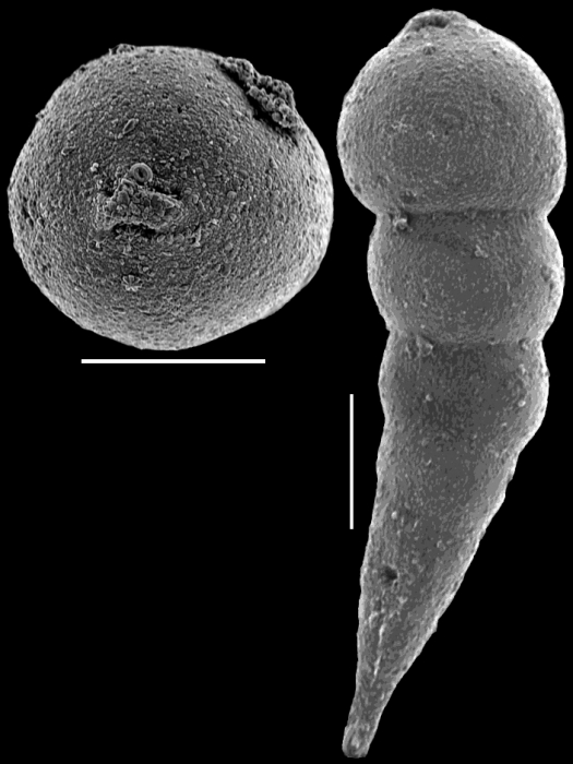 Nodosarella macrocephala (Storm, 1929). Identified specimen
