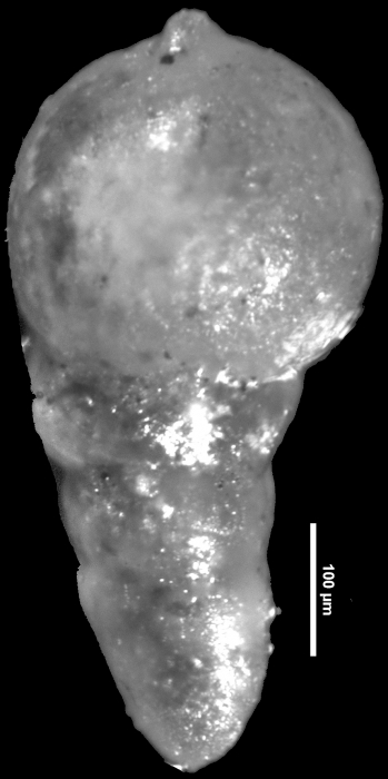 Nodosarella coalingensis Cushman & Church, 1929