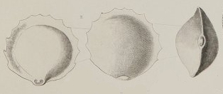 Biloculina serrata Bailey, 1861