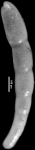 Nodosarella monmouthensis Olsson, 1960 Holotype