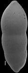 Nodosarella rotundata (d'Orbigny, 1846) Identified specimen