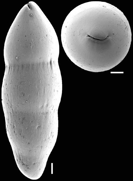 Nodosarella rotundata (d'Orbigny, 1846) Identified specimen