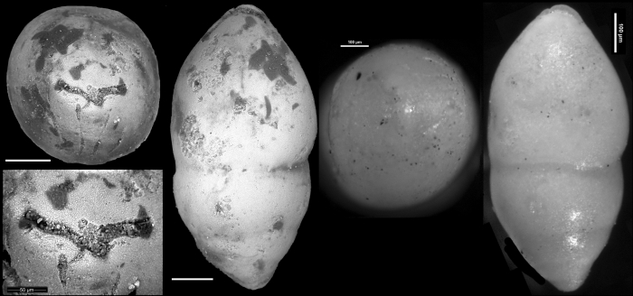 Ellipsoglandulina principiensis Cushman & Bermudez, 1937. Holotype