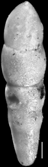 Nodosarella hedbergi Cushman & Renz, 1947 Holotype Nodosarella hedbergi Cushman & Renz, 1947 Holotype