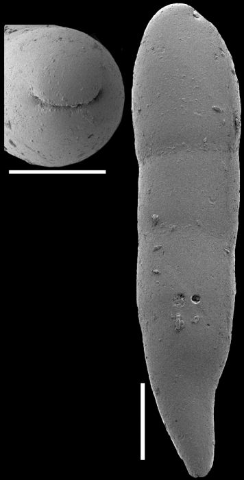 Nodosarella schroederasamsae Hayward, 2012 Holotype