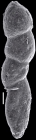 Nodosarella subcompacta (Liebus, 1922) Identified specimen