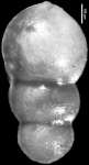 Nodosarella tuberosa (Gumbel, 1868) Identified specimen