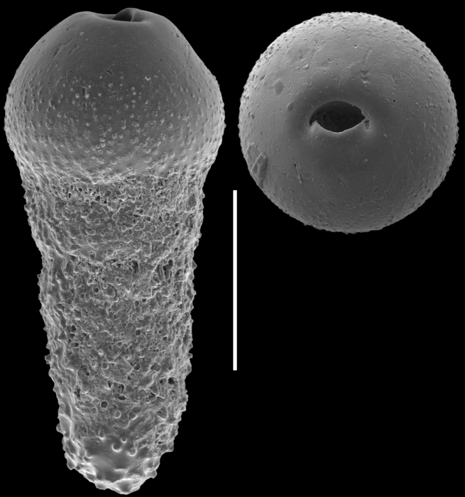 Tubulogenerina turonica Wendler, 2011. Holotype