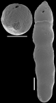 Nodosarella frequens (Storm, 1929) Identified specimen