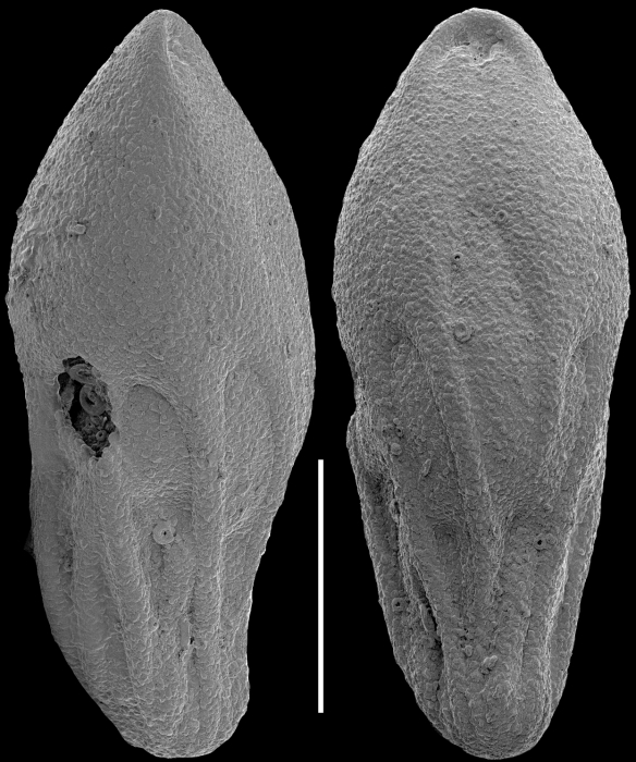 Neopleurostomella pendula (Boltovskoy & Watanabe, 1985) Identified specimen