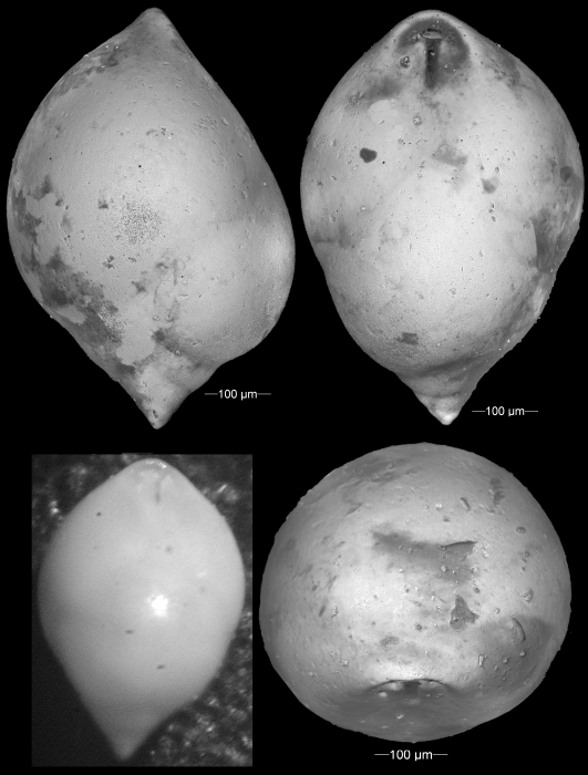 Pleurostomella bierigi Palmer & Bermudez, 1934. Holotype