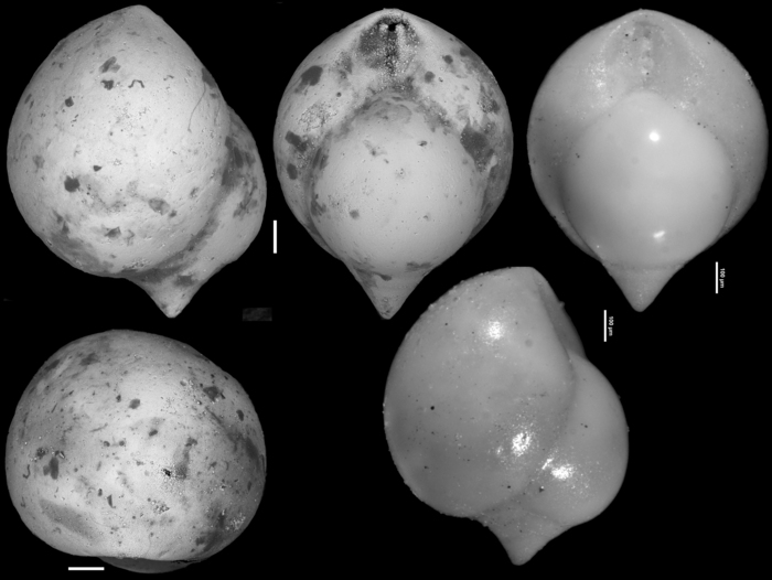 Pleurostomella obesa Cushman & Bermudez, 1937 Holotype