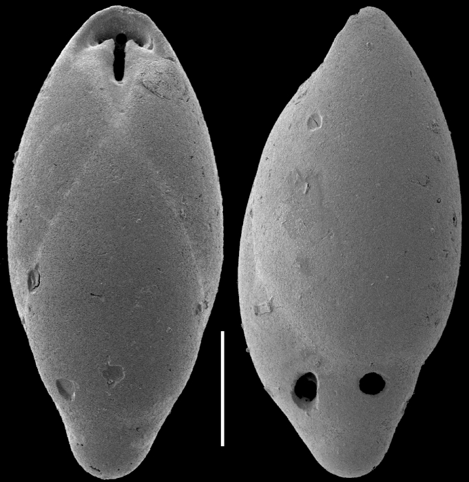 Obesopleurostomella parviapertura (Kennett, 1967) Identified specimen