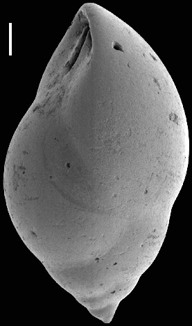 Obesopleurostomella brevis (Schwager, 1866) Identified specimen Obesopleurostomella brevis (Schwager, 1866) Identified specimen
