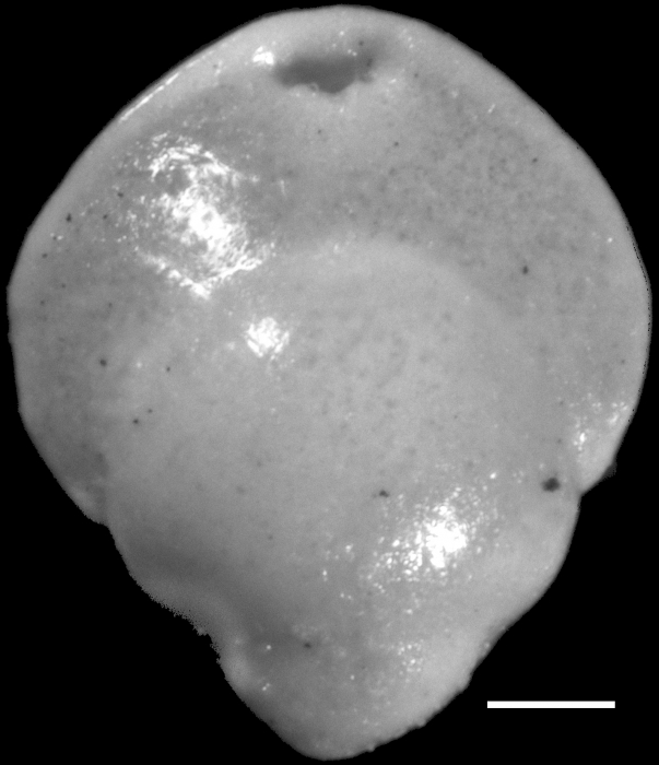 Obesopleurostomella concava (Hermelin, 1991) Identified specimen