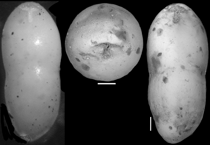 Pleurostomella rimosa Cushman & Bermudez, 1937 Holotype Pleurostomella rimosa Cushman & Bermudez, 1937 Holotype