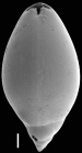 Ossaggittia russitanoi (Silvestri, 1904) Identified specimen