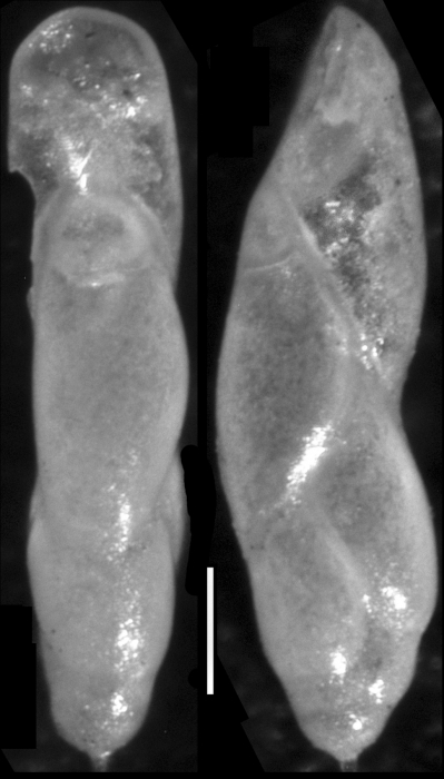 Pleurostomella acuminata Cushman, 1922 Holotype