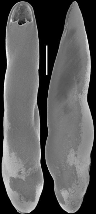 Pleurostomella acuminata Cushman, 1922. Identified specimen Pleurostomella acuminata Cushman, 1922. Identified specimen