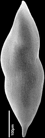Pleurostomella acuminata Cushman, 1922. Identified specimen Pleurostomella acuminata Cushman, 1922. Identified specimen