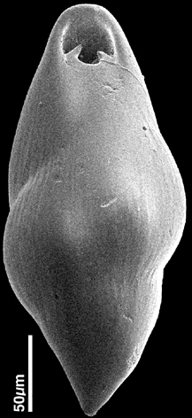 Pleurostomella acuminata Cushman, 1922. Identified juvenile specimen. Pleurostomella acuminata Cushman, 1922. Identified juvenile specimen.